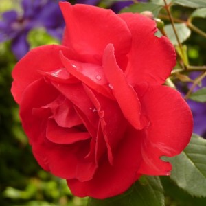 rose-7634 A