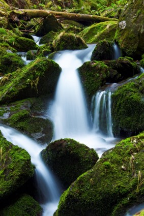 mountain_stream_and_moss_193711