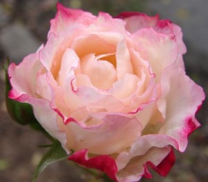 gudrun's rose