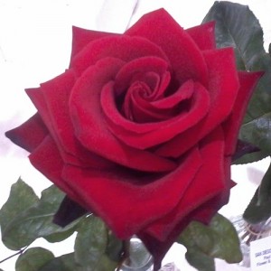 red rose 2