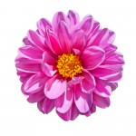 Beautiful Pink Dahlia Flower with Yellow Center Isolated on White Background