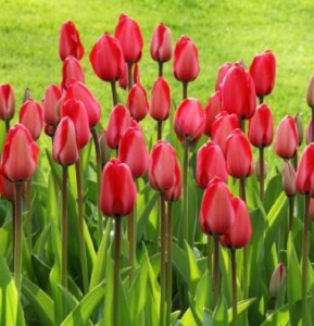 tulips-21620 A